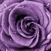 Lavender Rose - @lavenderrosary - Poshmark